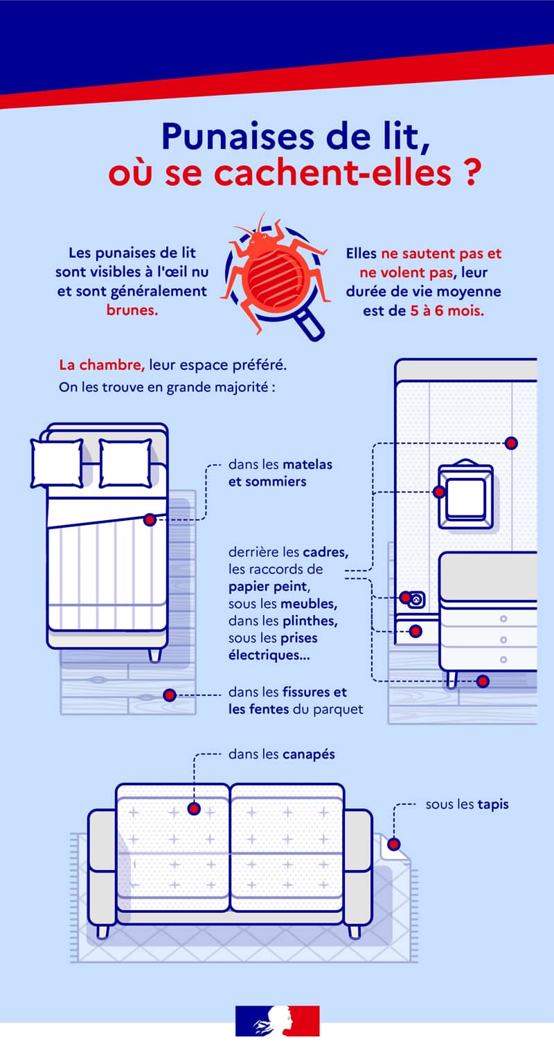 Punaises de lit : où se cachent-elles ?